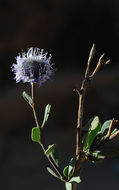 Image of Globularia arabica Jaub. & Sp.