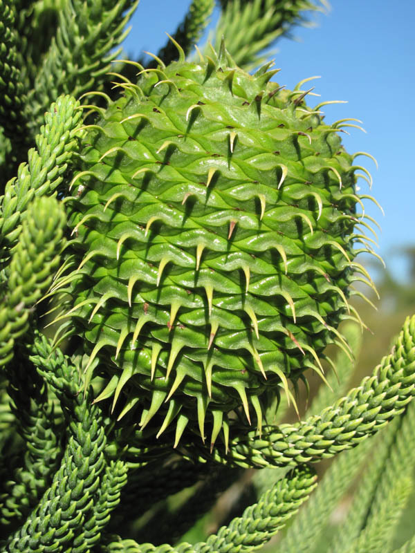 Image of New Caledonia pine