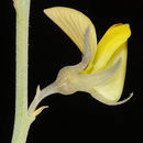 Слика од Crotalaria aegyptiaca Benth.