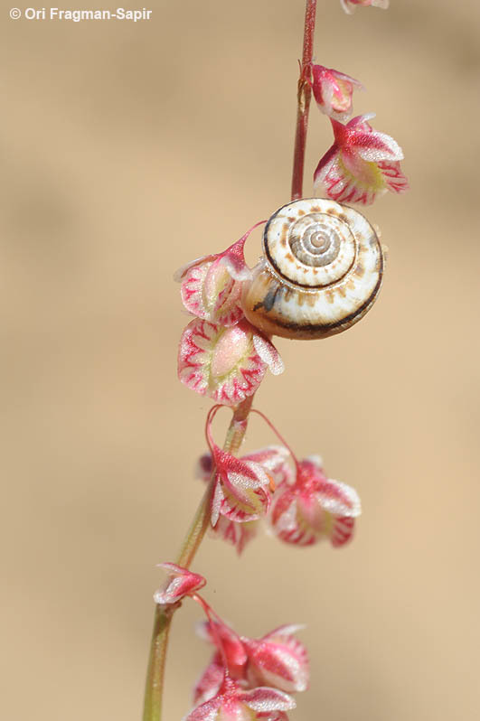 Rumex pictus Forsskál的圖片