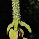 Sivun Teucrium lamiifolium d'Urv. kuva