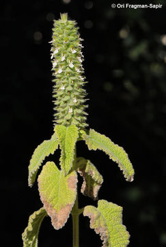 Image of Teucrium lamiifolium d'Urv.