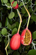 Image de <i>Capparis cartilaginea</i>