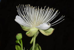 Image de <i>Capparis cartilaginea</i>