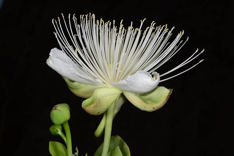 Image de <i>Capparis cartilaginea</i>