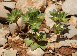 Image of greater rockjasmine