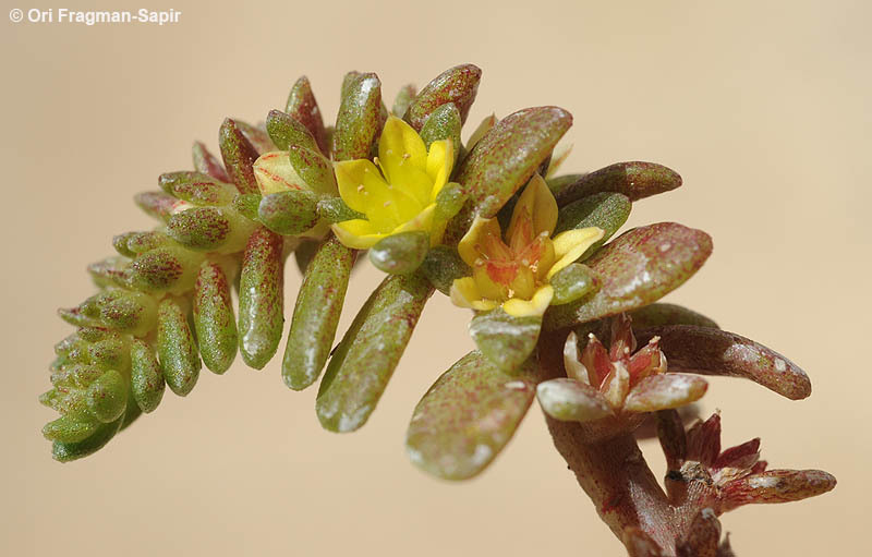 Imagem de Sedum litoreum Guss.