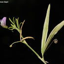 Image of Lathyrus cassius Boiss.