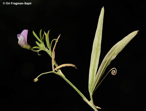 صورة Lathyrus cassius Boiss.