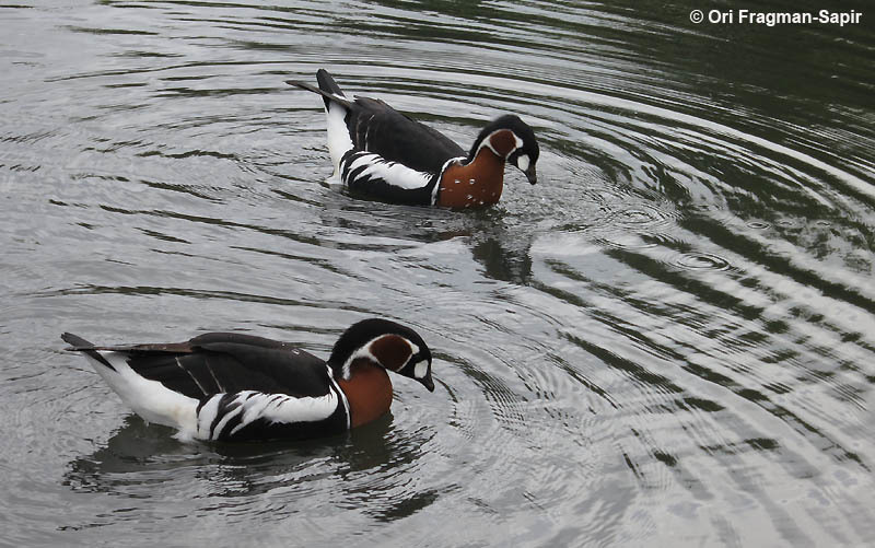 Image of Red-breasted Goose