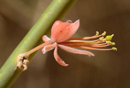 Image de Capparis decidua (Forsk.) Edgew.