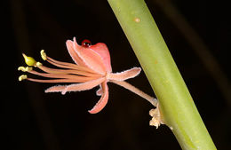 Image de Capparis decidua (Forsk.) Edgew.