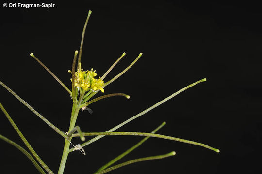 Imagem de Sisymbrium erysimoides Desf.