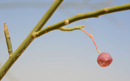 Image de Capparis decidua (Forsk.) Edgew.