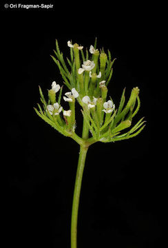 Image of Scandix stellata Banks & Solander