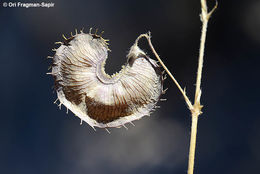 Imagem de Medicago radiata L.