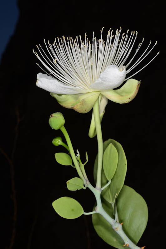 Image de <i>Capparis cartilaginea</i>