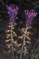 Image of tassel grape hyacinth