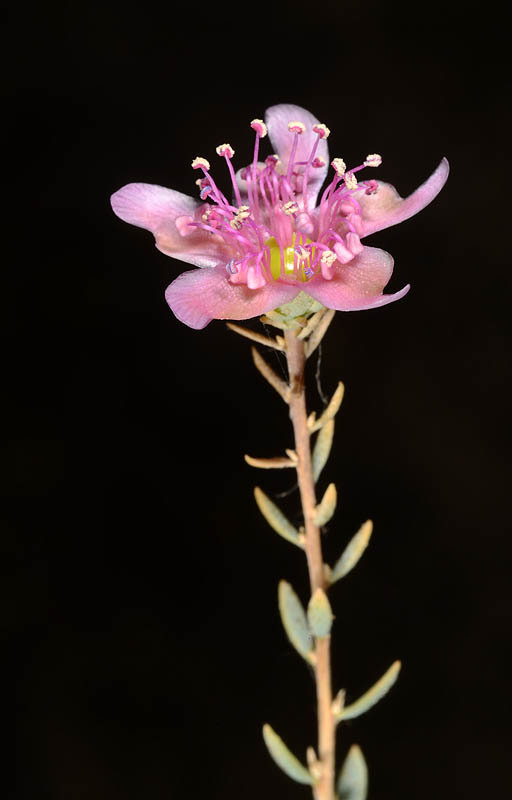 Image of Reaumuria alternifolia (Labill.) Britten