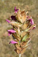 Image of Acanthus dioscoridis L.