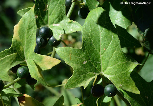 Image of Bryonia aspera Stev.