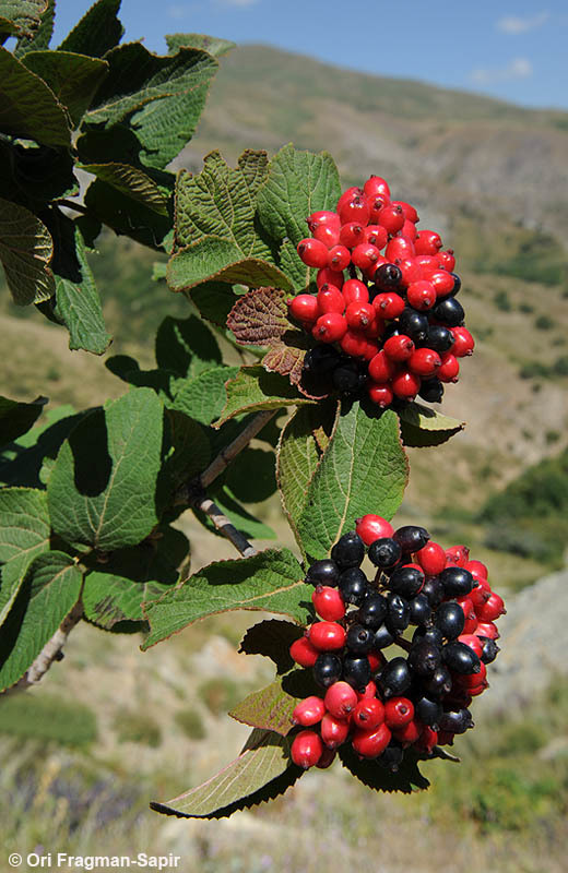 Image of Wayfaring-tree