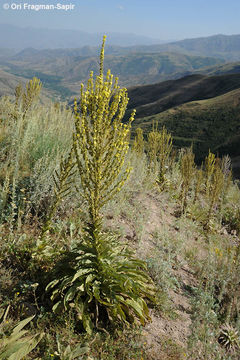 Image of showy mullein