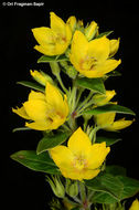 Image of <i>Lysimachia verticillata</i>