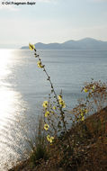 Image of Alcea rugosa Alef.