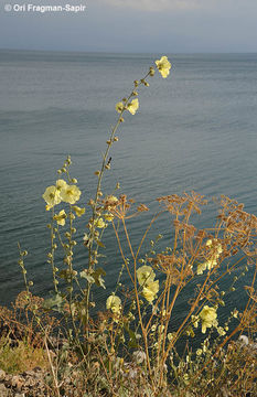 Image of Alcea rugosa Alef.