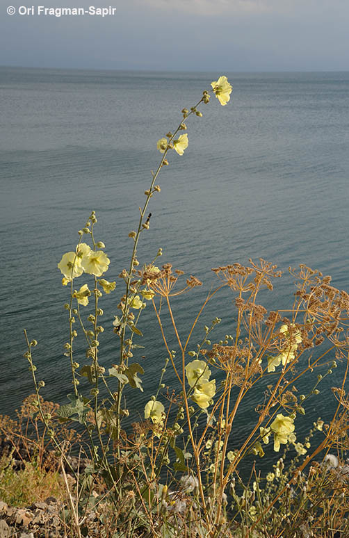 Image of Alcea rugosa Alef.