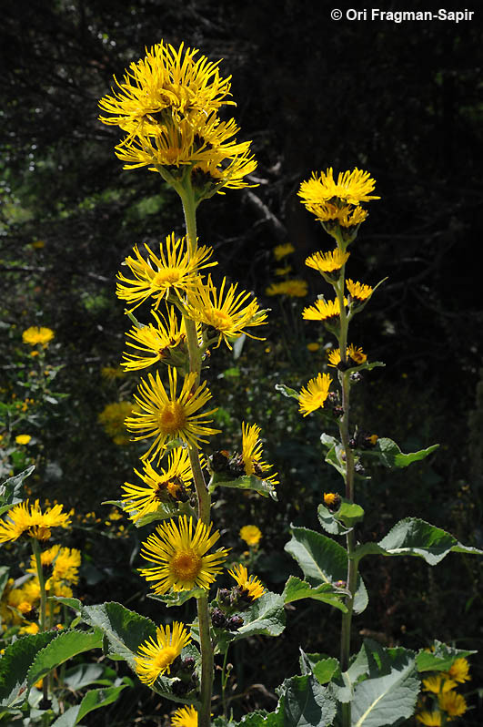 Inula helenium L. resmi