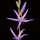 Image de Asyneuma rigidum (Willd.) Grossh.