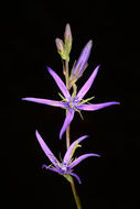 Image of Asyneuma rigidum (Willd.) Grossh.