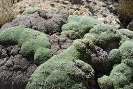 Image of Gypsophila aretioides Boiss