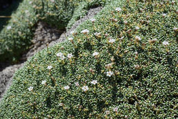 Image of Gypsophila aretioides Boiss