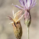 Image of Jurinea pulchella (Fisch. ex Hornem.) DC.