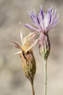 Image of Jurinea pulchella (Fisch. ex Hornem.) DC.