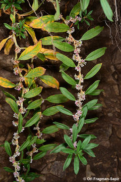 Image de Polygonum cognatum Meisn.