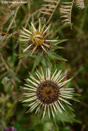 Image of carline thistle