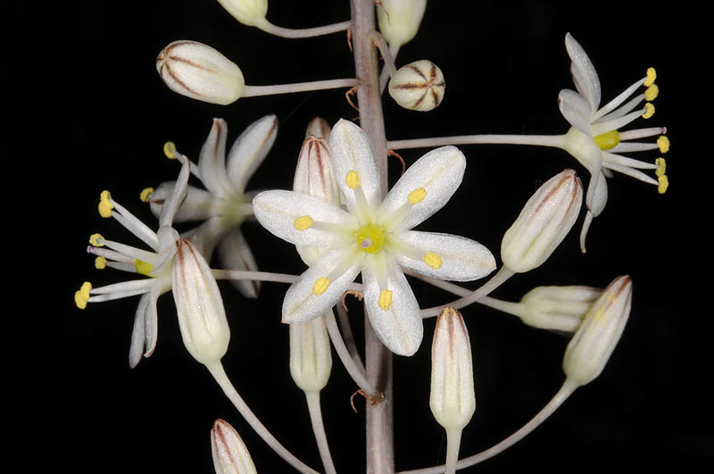 Image of Drimia aphylla (Forssk.) J. C. Manning & Goldblatt