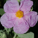 Imagem de Cistus albidus L.