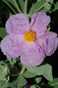 Imagem de Cistus albidus L.