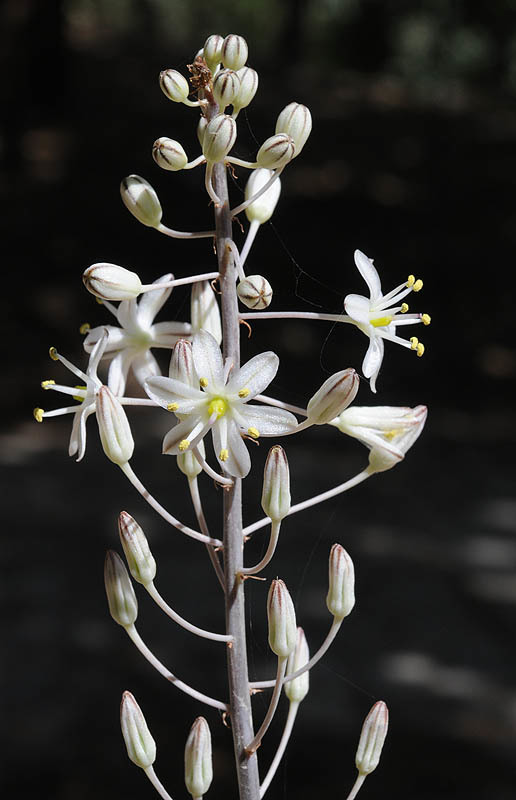 Image of Drimia aphylla (Forssk.) J. C. Manning & Goldblatt