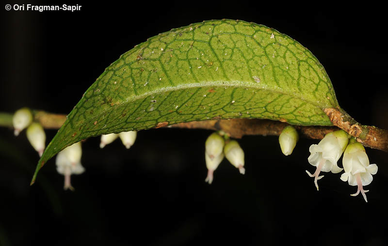 Eurya acuminatissima Merr. & Chun的圖片