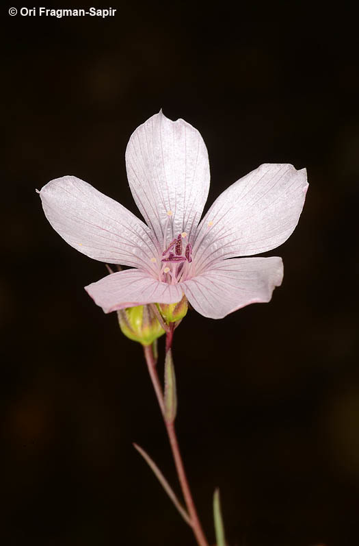 Image of Linum tenuifolium L.