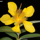 Hypericum calycinum L. resmi