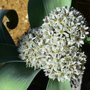 Image of Allium elburzense Wendelbo