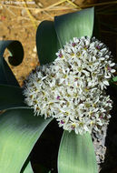 Image of Allium elburzense Wendelbo