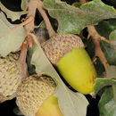 Image of Honeydew Oak